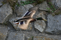 /Bilder/Kamera/Ente Flug.jpg